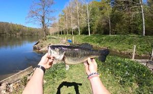 Largemouth Bass