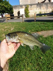 Largemouth Bass