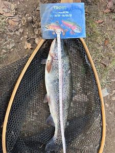 Rainbow Trout