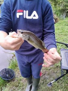 Largemouth Bass