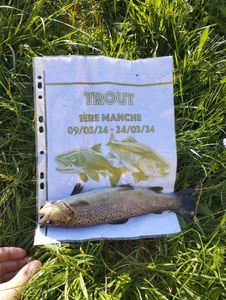 Brown Trout