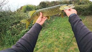 Northern Pike