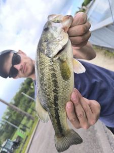 Largemouth Bass