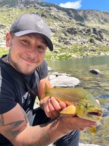 Brown Trout