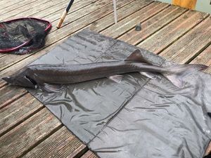 Sturgeon