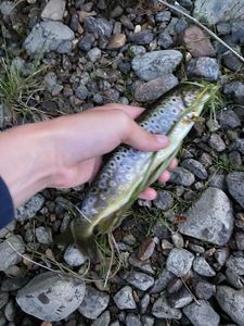 Brown Trout