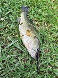 Largemouth Bass