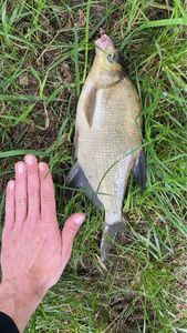 Common Bream