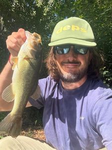 Largemouth Bass