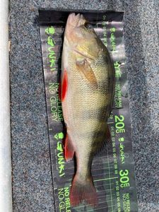 European Perch