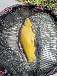 Tench