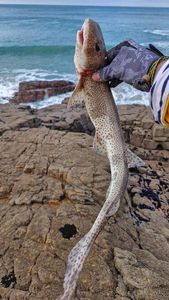 Lesser Spotted Dogfish (Small Spotted Catshark)