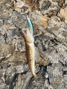 Atlantic Lizardfish