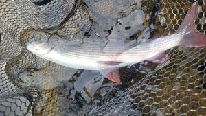 Grayling
