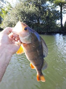 European Perch