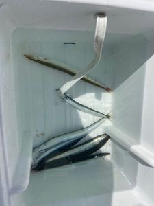 Northern Sand Lance