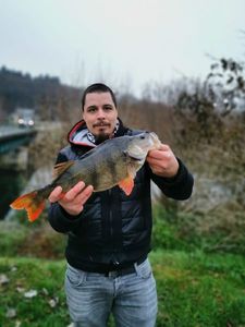 European Perch