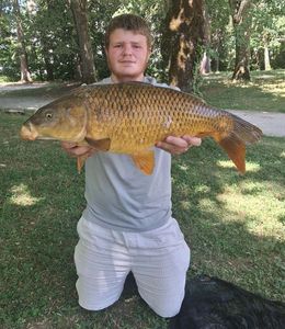 Common Carp