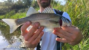 European Bass (Seabass)