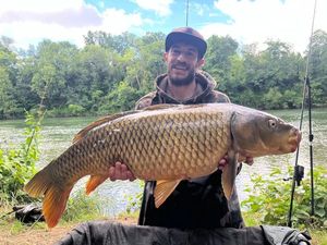 Common Carp