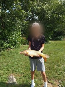 Common Carp