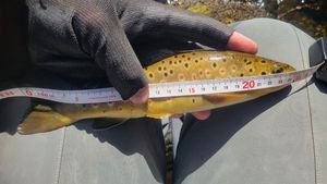 Brown Trout
