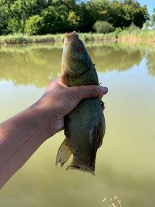 Tench