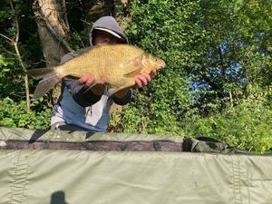 Common Bream