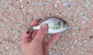 White Seabream