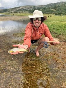 Brown Trout