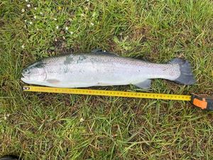 Rainbow Trout