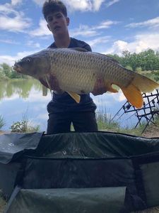 Common Carp