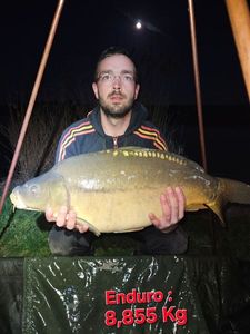Mirror Carp