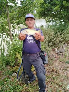 Largemouth Bass
