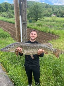 Northern Pike