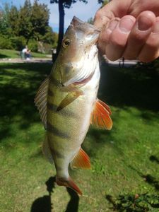 European Perch