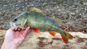 European Perch