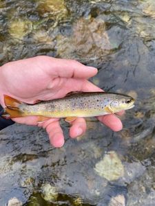 Brown Trout