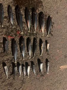 Mackerel