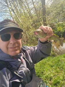Rainbow Trout