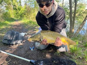 Common Carp