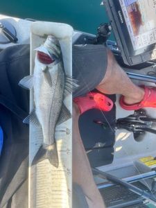 European Bass (Seabass)