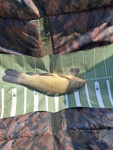 Tench