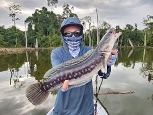 Snakehead