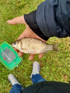 Crucian Carp