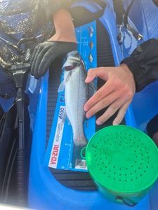European Bass (Seabass)