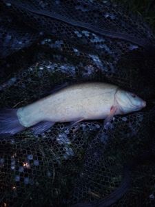 Tench