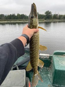 Brochet