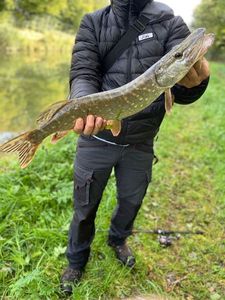 Northern Pike