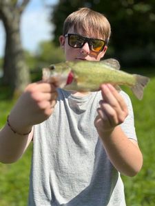 Largemouth Bass